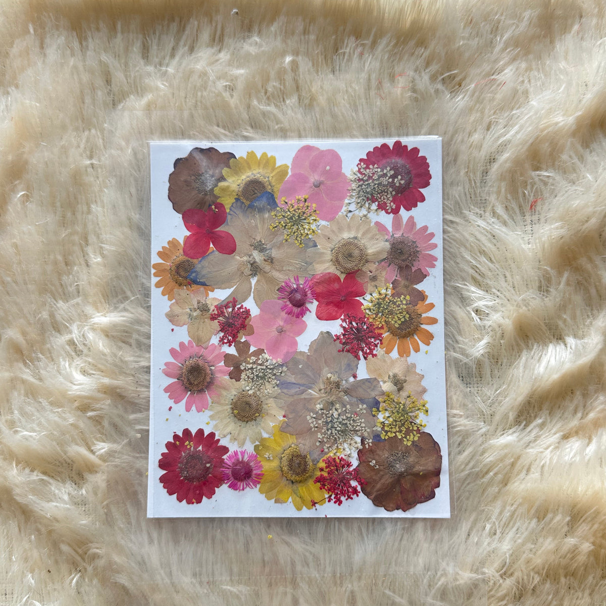 Pressed Flower (G)