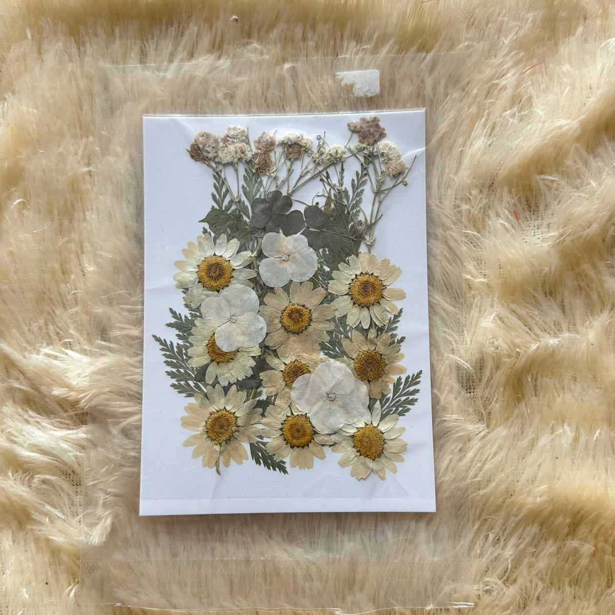 Pressed Flower (H)